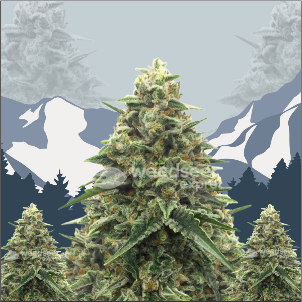Alpine Star CBD Feminized