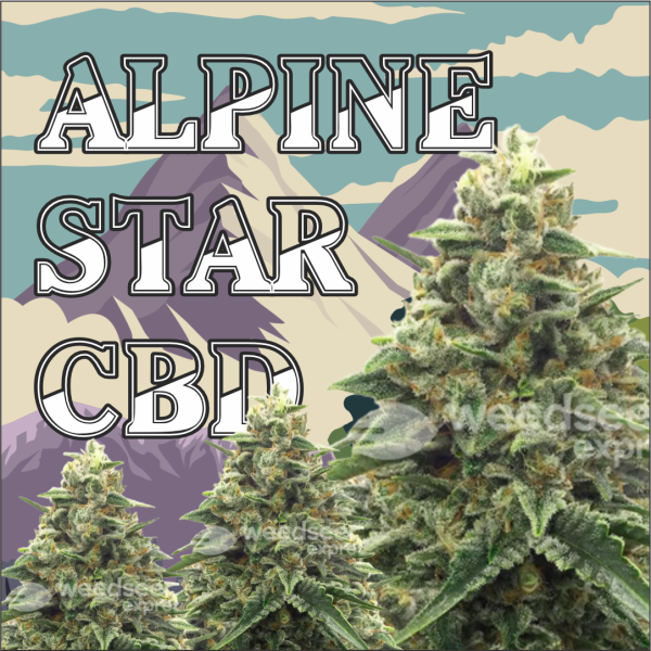 Alpine Star CBD Feminized