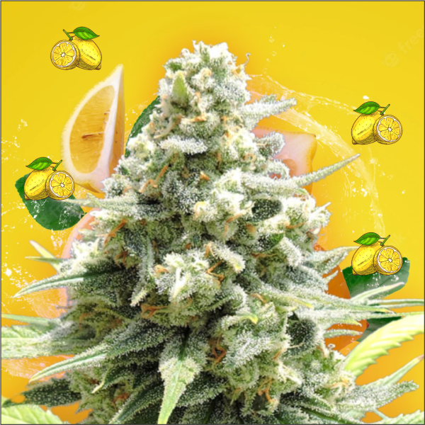 sensiseeds