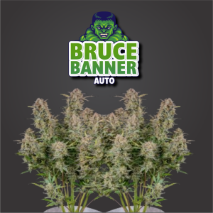 Bruce Banner Autoflower
