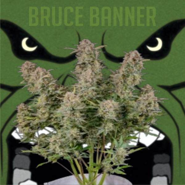 Bruce Banner Autoflower