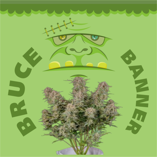 Bruce Banner Autoflower
