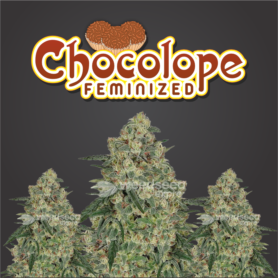Chocolope
