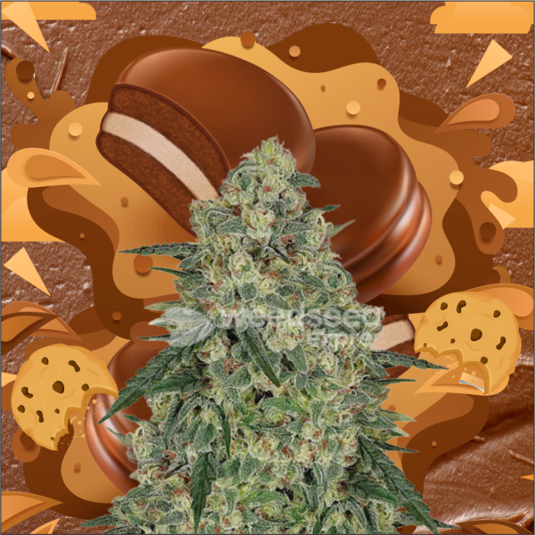 Chocolope feminized seeds