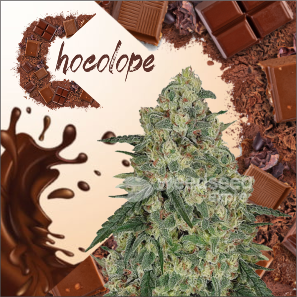 Chocolope feminized seeds