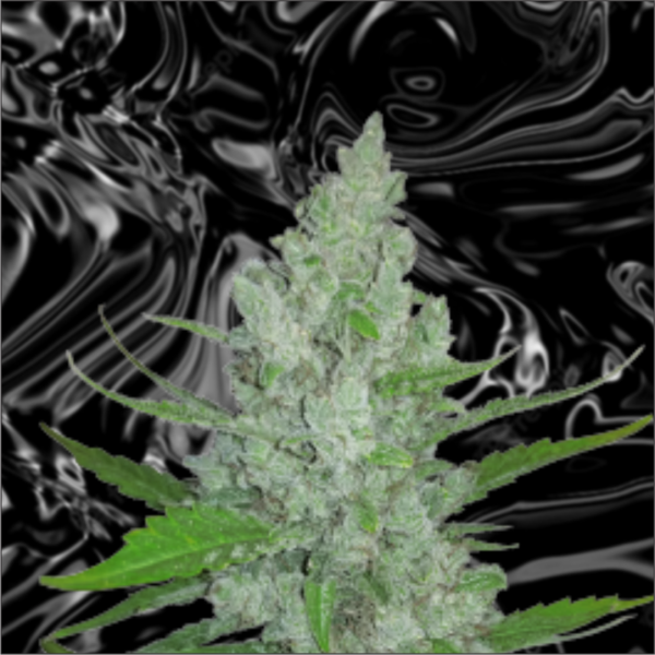 Sour Diesel Auto Feminised