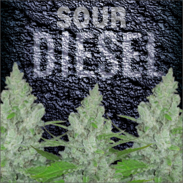 Sour Diesel Auto Feminised