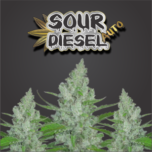 Sour Diesel Auto Feminised