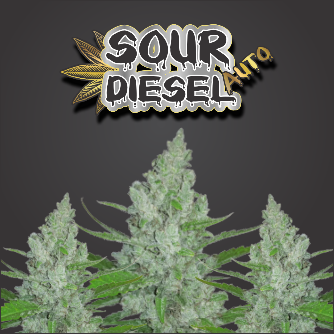 Sour Diesel Auto Feminised