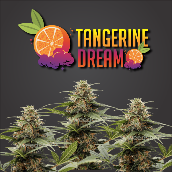 Tangerine Dream Autoflowering