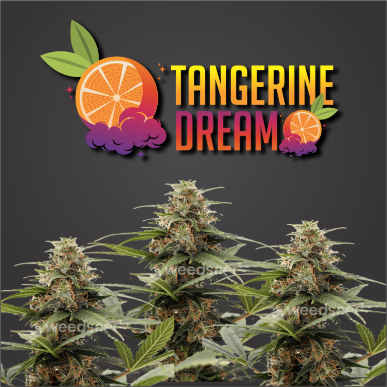 Tangerine Dream Autoflowering Marijuana Seeds Aussie Canna Seeds