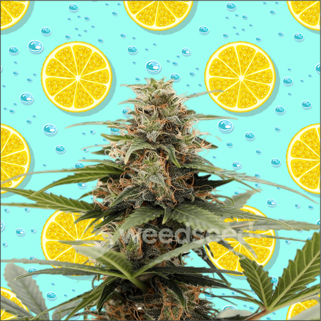 Tangerine Dream Autoflowering Marijuana Seeds Aussie Canna Seeds