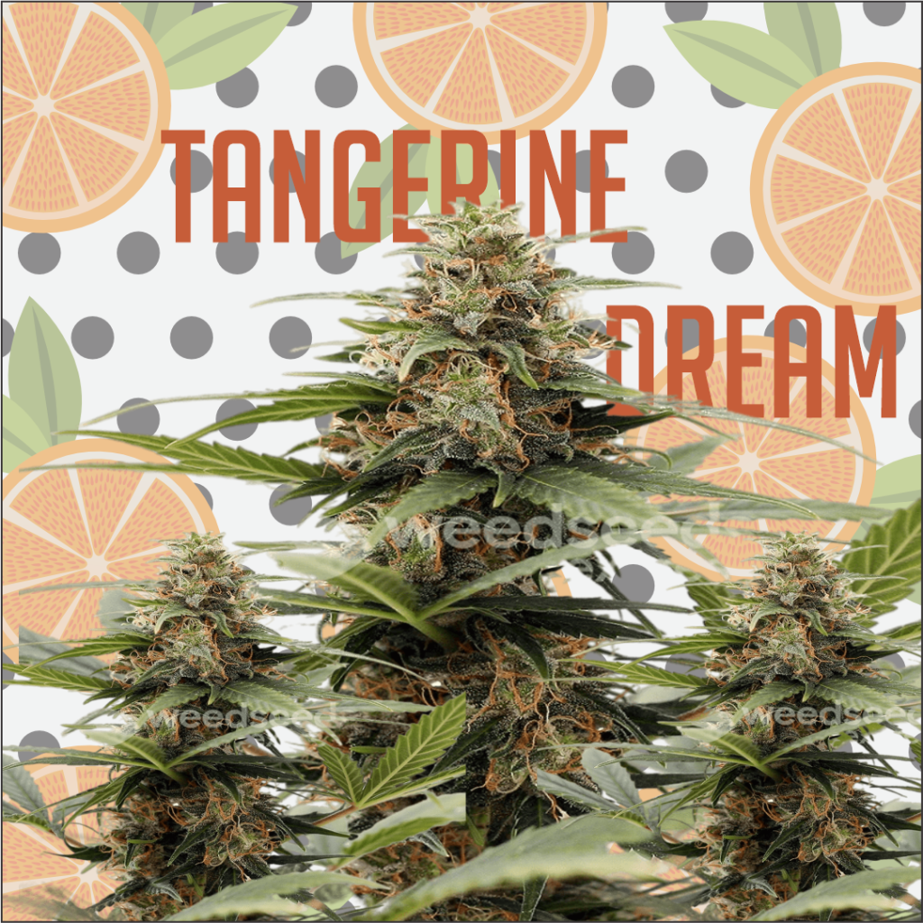 Tangerine Dream Autoflowering Marijuana Seeds Aussie Canna Seeds