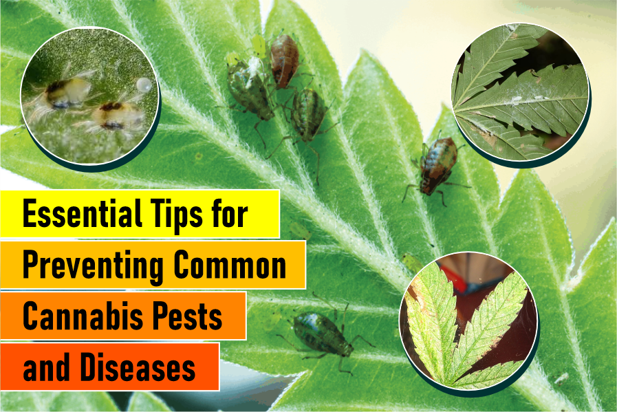 essential-tips-for-preventing-common-cannabis-pests