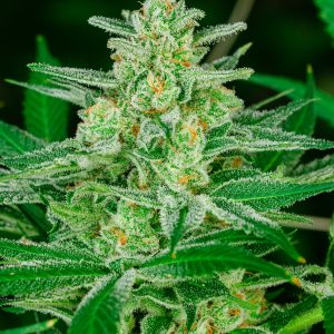 atlas-seed-blue-dream-australia