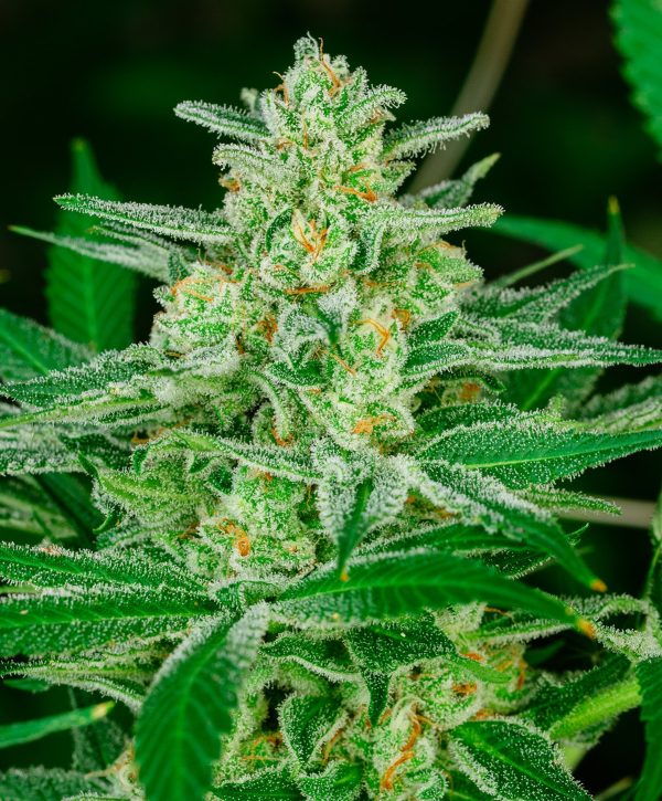 atlas-seed-blue-dream-australia