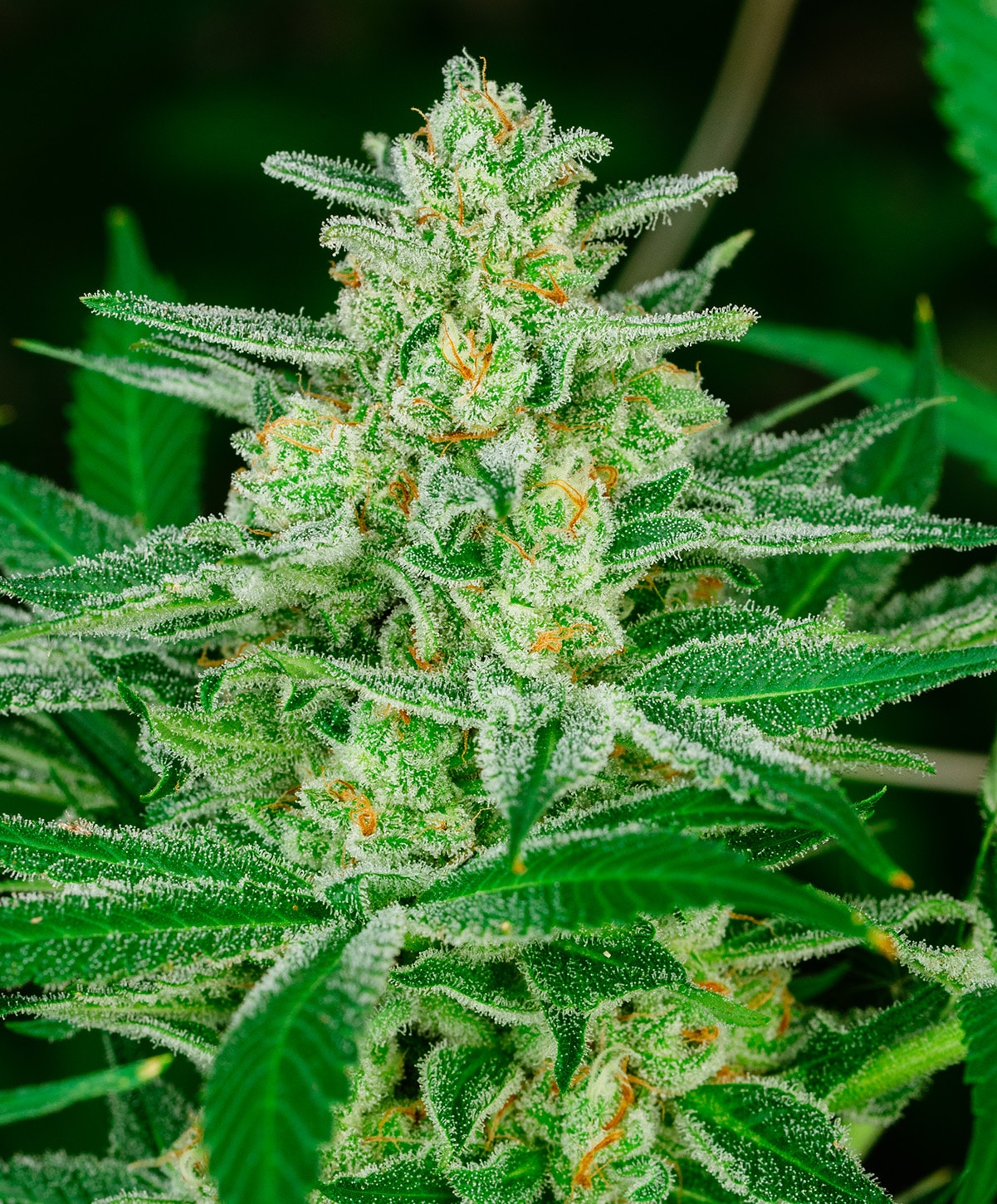 atlas-seed-blue-dream-australia