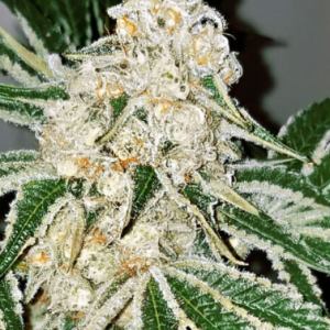 Purple Cake Feminized Seeds