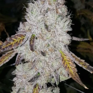 Wedding Cake Auto