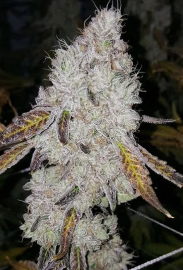 Wedding Cake Auto