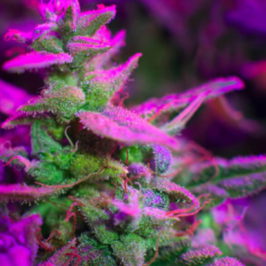 Rainbow AK Feminized Seeds - ELITE STRAIN