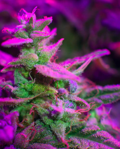 Rainbow AK Feminized Seeds - ELITE STRAIN