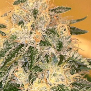 Copper Cham Greenpointseeds