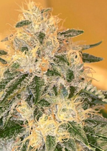 Copper Cham Greenpointseeds