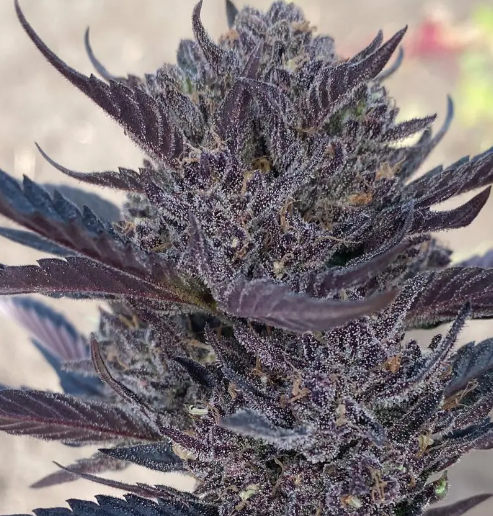 gmo auto atlas seed australia