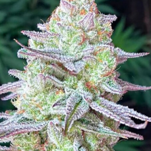 grape-jelly-greenpointseeds-australia