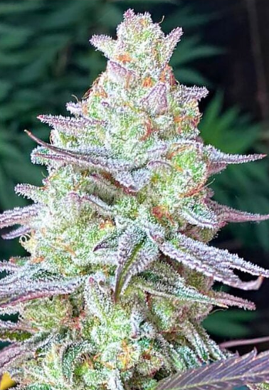 grape-jelly-greenpointseeds-australia