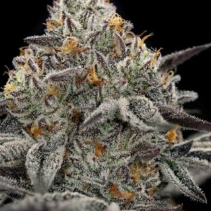 oreoz auto greenpoint seeds australia