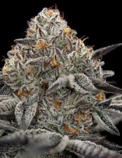 oreoz auto greenpoint seeds australia