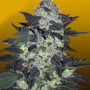 Buy Candy Cane Strain Autoflowering Marijuana Seeds