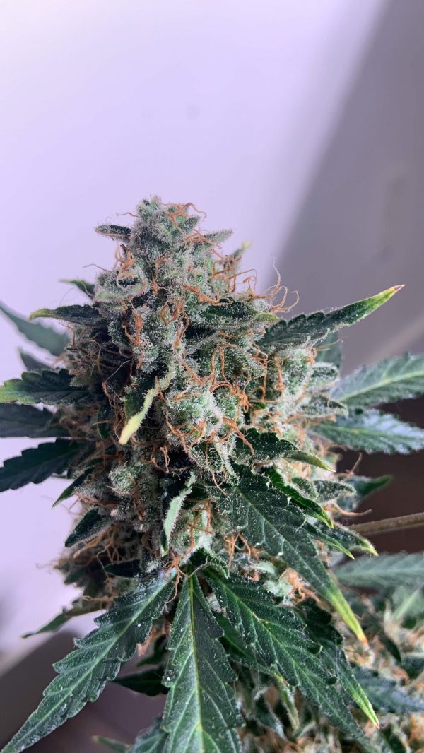 Buy Candy Cane Strain Autoflowering Marijuana Seeds