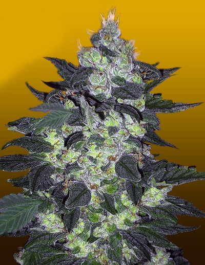 Buy Candy Cane Strain Autoflowering Marijuana Seeds