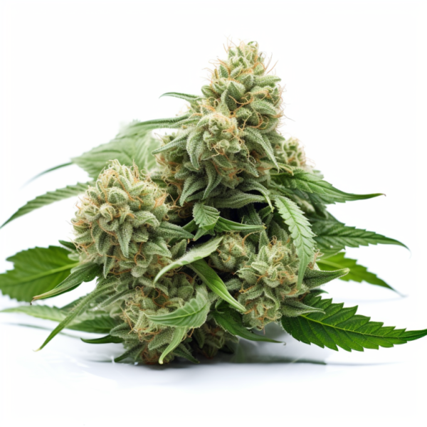 Buy White Widow strain Feminized Marijuana Seeds
