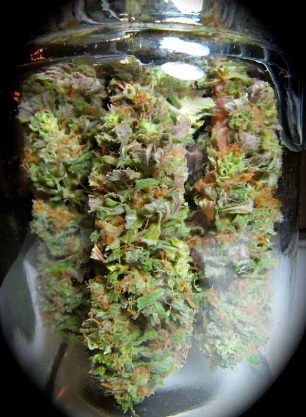 Sweet Island Skunk