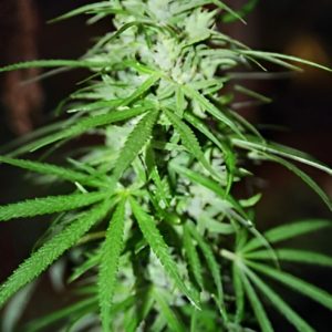 Sweet Island Skunk
