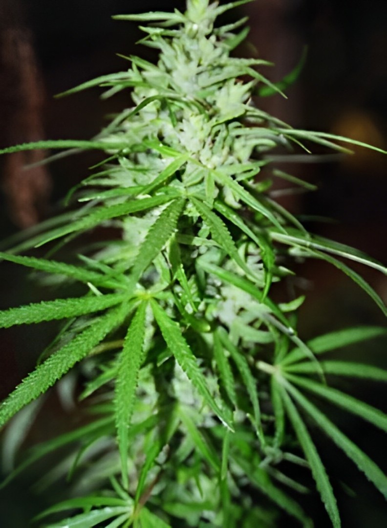 Sweet Island Skunk