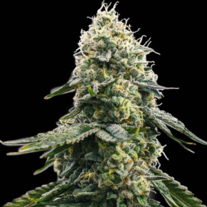 Zkittlez - Spliff Seeds