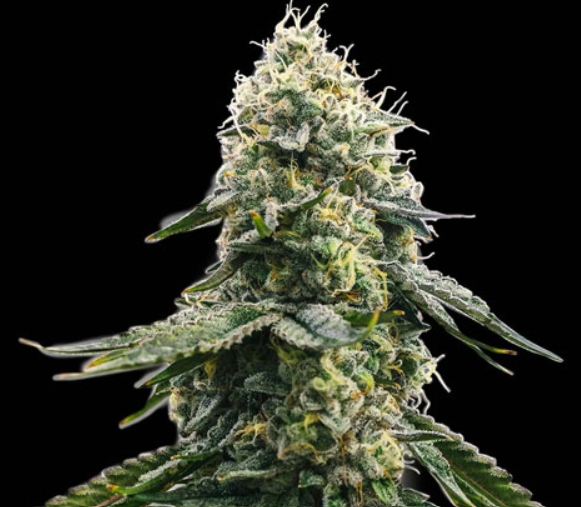 Zkittlez - Spliff Seeds