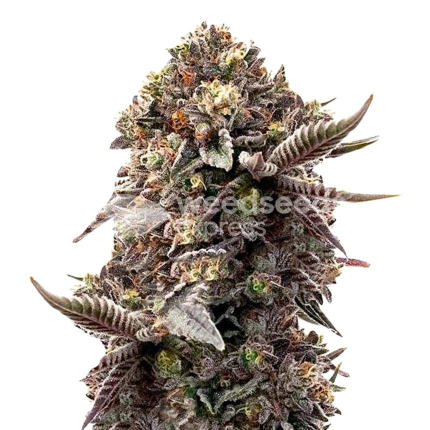 blackberry-moonrocks
