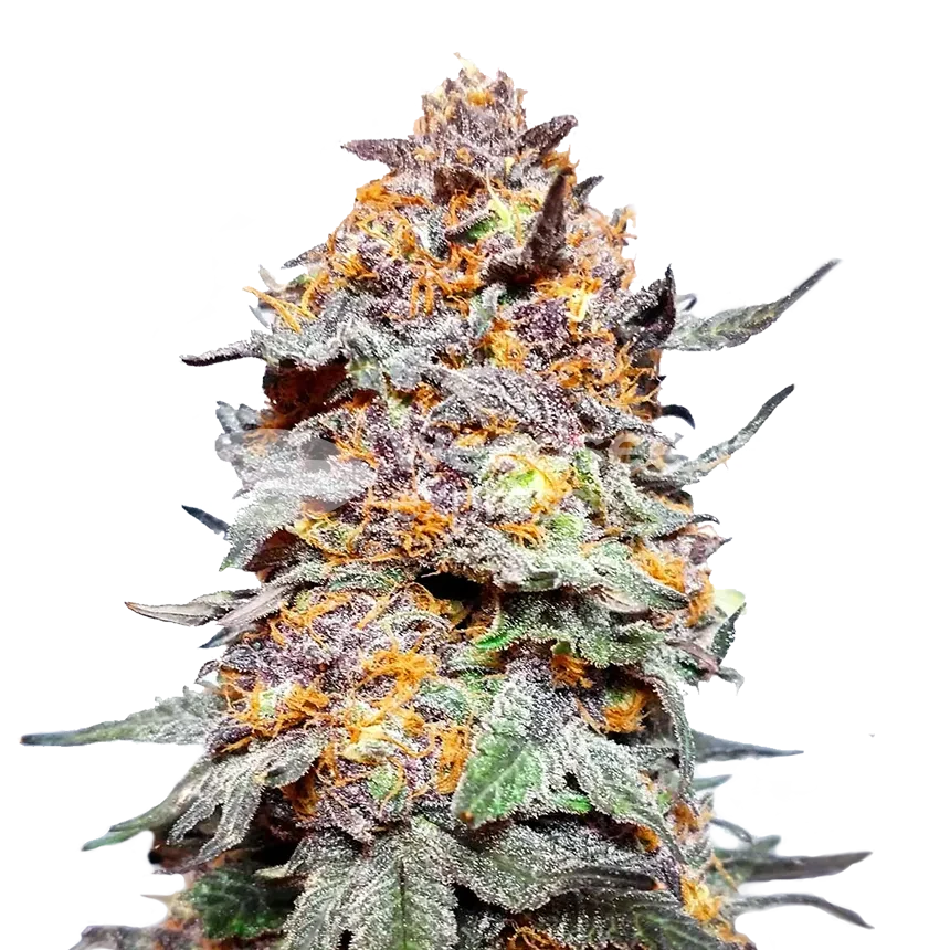 Granddaddy Purple Autoflower Seeds