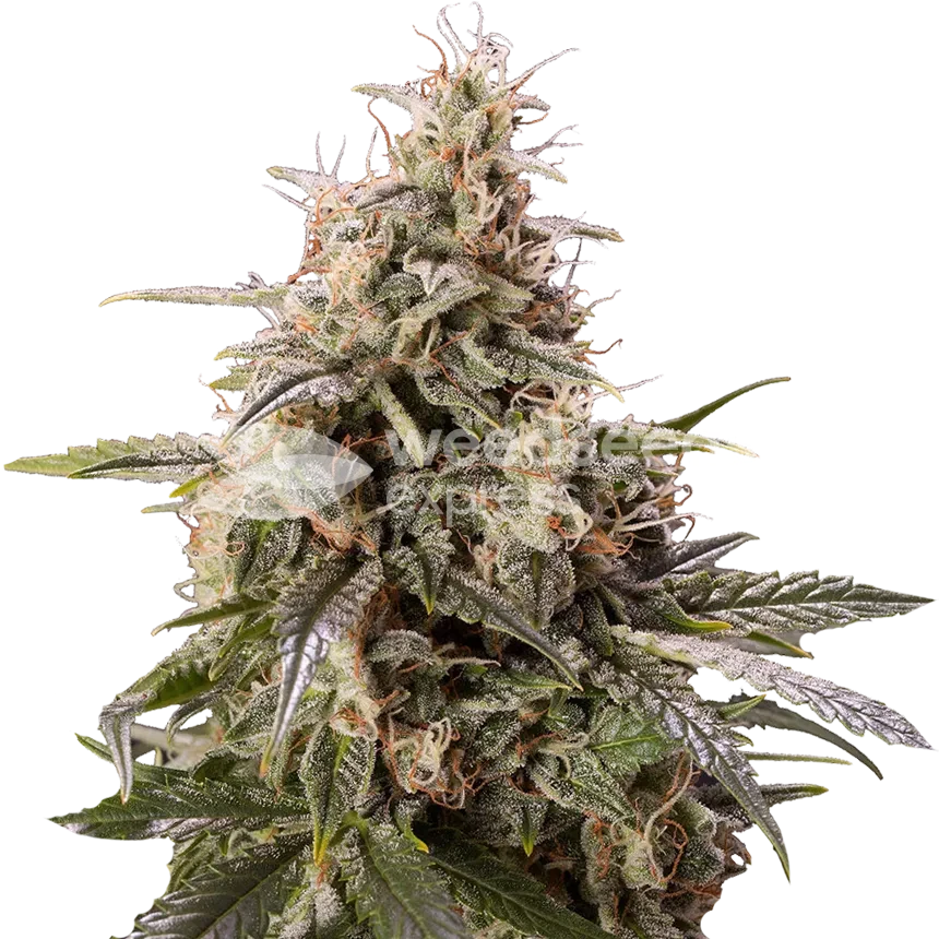 peanut-butter-breath-plant-australia