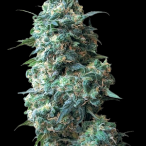 Chocolope auto seeds