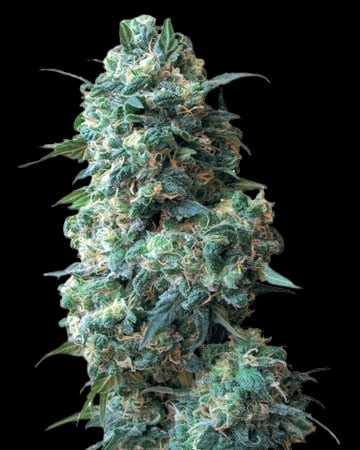 Chocolope auto seeds