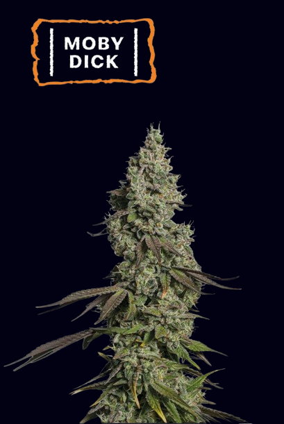 moby dick australia