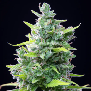 Girl Scout Cookies Extreme Autoflower Seeds