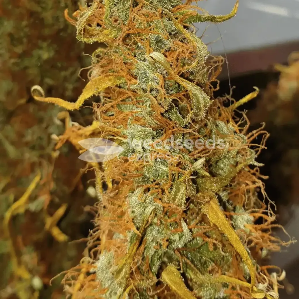Girl Scout Cookies Extreme Autoflower Seeds